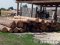 На волинській пилорамі знайшли близько пів сотні колод незаконної деревини 