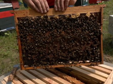 У волинського пасічника бджоли живуть у замках.ФОТО.ВІДЕО
