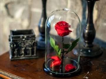 Троянда в колбі для коханої людини від компанії “Etoile Flora"*