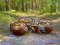 Тихе полювання: лучани хваляться врожаєм грибів у Facebook