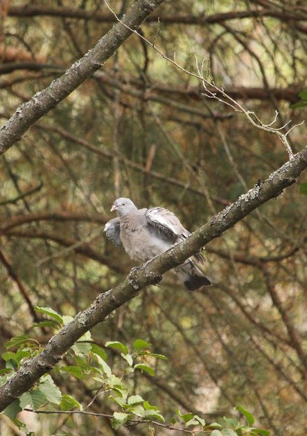 Пара лісових голубів позувала для волинського фотографа