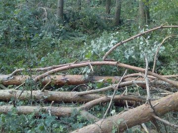 На Волині підрахували дерева, пошкоджені бурею. ФОТО