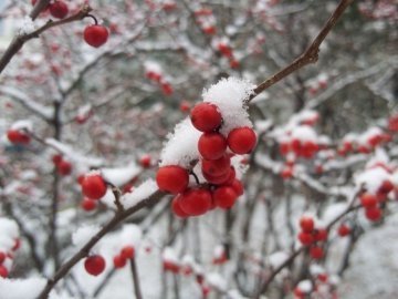 Погода в Луцьку та Волинській області на п’ятницю, 16 грудня