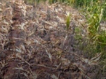 У селі на Волині  невідомі знищили посіви кукурудзи