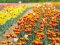 «Волинська Голландія»: коли відкриють тюльпанове поле і яка вартість квитка