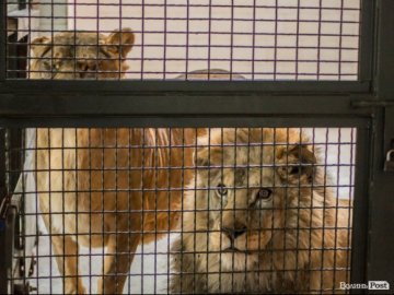 У Луцькому зоопарку у вольєр до левів відвідувачі кинули кошеня
