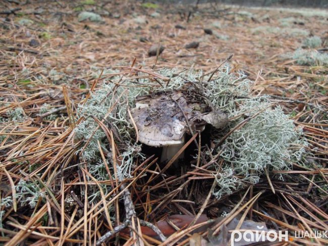 Повні кошики грибів: на Волині триває сезон «тихого полювання». ФОТО
