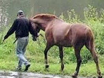 Волиняни можуть «сісти» через коня