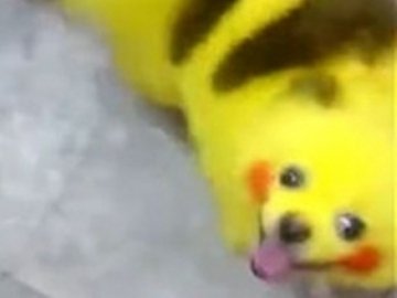 Світ захворів на Pokemon Go: мережу підірвав відеоролик про собаку-покемона. ВІДЕО