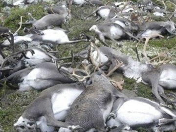 Один розряд блискавки вбив 323 диких оленів у норвезькому парку