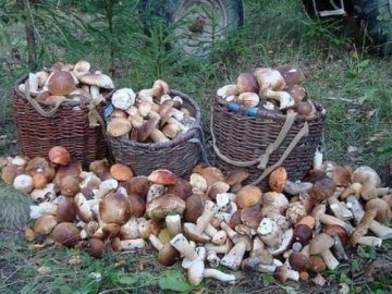 Подружжя назбирало у лісі майже 100 кілограмів білих грибів