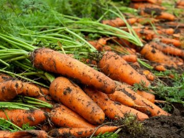 Фермер з Волині вирощує особливу моркву