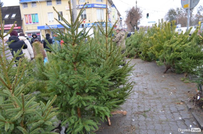 Від і до: за скільки у Луцьку можна купити новорічне деревце. ФОТО