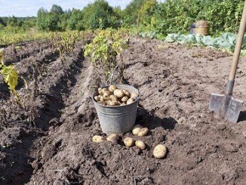 «Бульбафест» на Волині: як люди копають картоплю. ВІДЕО