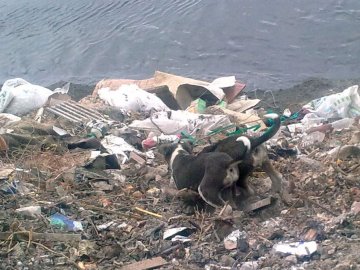 Чоловік, який вивіз сміття на берег озера Люб’язь, заплатить 255 гривень штрафу