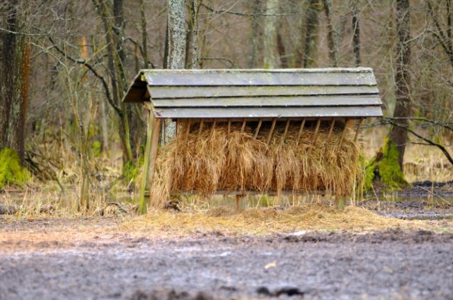 Волинські лісівники підгодовують диких тварин. ФОТО