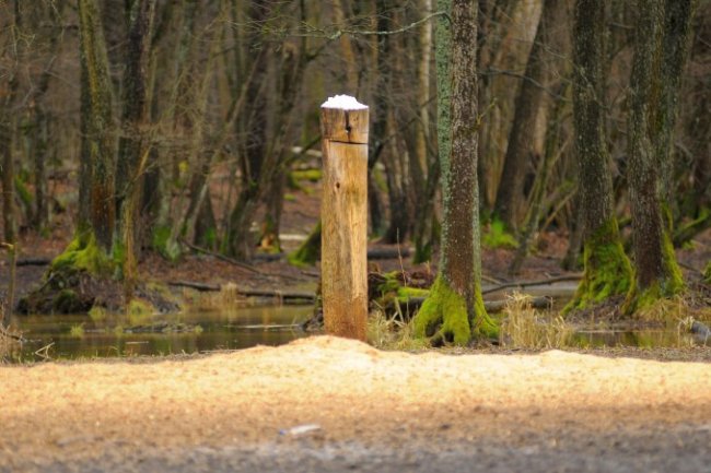 Волинські лісівники підгодовують диких тварин. ФОТО