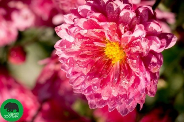 Опублікували неймовірні фото осінніх квітів у Луцькому зоопарку