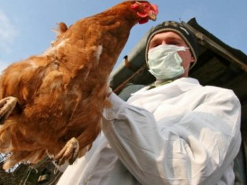 На агрофірмі у Вінницькій області зафіксували пташиний грип