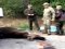 Незвичайна аварія у Києві: загинув лось