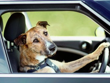 Луцька ветлікарка розповіла, чому не можна закривати собаку в автомобілі