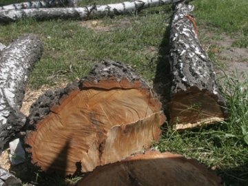 В Ківерцівському районі незаконно вирубали 5 гектарів лісу