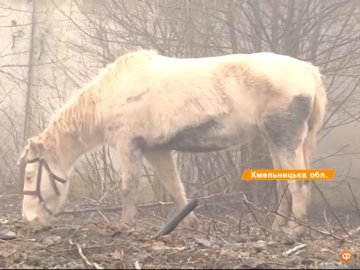 Концтабір для тварин на Хмельниччині: власник ферми тримає коней у голоді. ВІДЕО