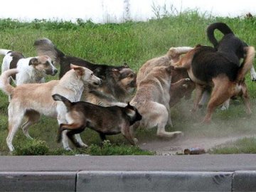 Кривавий напад: вуличні пси пошматували кіз у волинському селищі