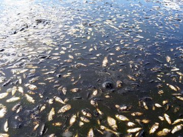 У селі на Волині річка вкрита мертвою рибою. ФОТО. ВІДЕО