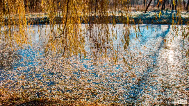 Луцьк в останній осінній день. ФОТОРЕПОРТАЖ