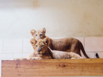 У Луцькому зоопарку – поповнення: у звіринці оселилися двоє левенят. ФОТО