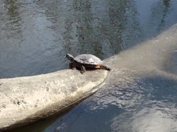 У луцькому парку оселилися черепахи. ФОТО 
