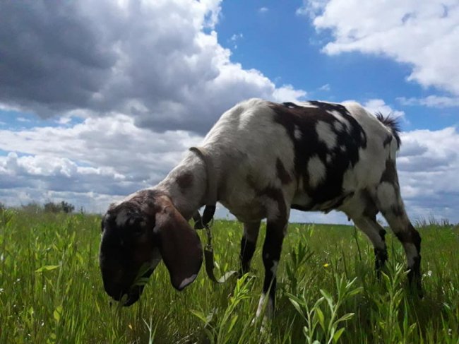У Богушівці створили єдину в Україні сферичну ферму для кіз