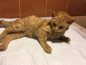 Лучанка «врятувала» кошеня, підкинувши його ветеринарам