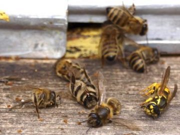 З’ясували, чому на Волині загинули бджоли