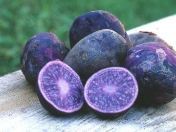 Екзотика на городі: фермер з Волині вирощує фіолетову картоплю