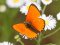 Волинський фотограф «спіймав» метеликів у об'єктив камери. ФОТО