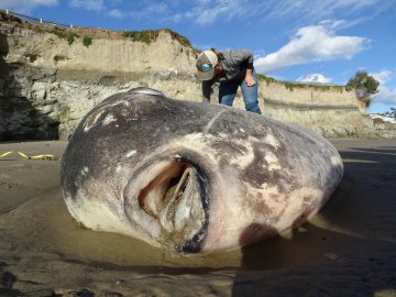 Більше 2 метрів: на узбережжя Північної Америки викинуло величезну рибу. ФОТО