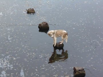 Із крижаної пастки на Волині врятували пса. ФОТО