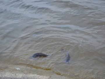 У ковельському водосховищі загинула риба