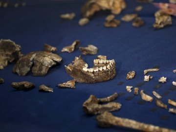 Палеонтологи знайшли невідомого предка людини. ВІДЕО