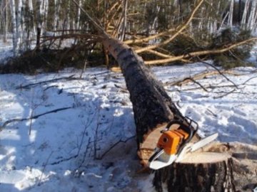 На волинянина в лісі впало дерево, чоловік помер у лікарні