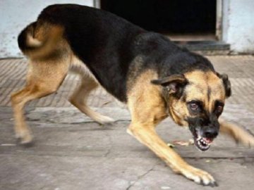 На Миколаївщині після укусу хворого на сказ собаки помер 31-річний чоловік  