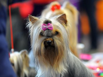 Перший день національної виставки собак у Луцьку. ФОТО