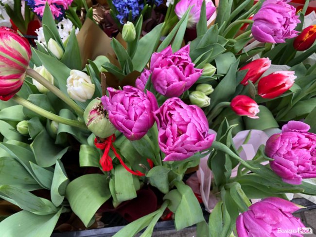 Квітковий бум: де найдешевші тюльпани у Луцьку та які ціни на базарах і в магазинах. ФОТО
