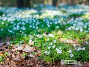 Квітуча весна у волинському лісі: світлини луцького фотографа
