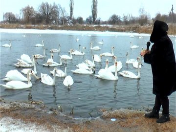На водоймі біля Луцька зимували сотня лебедів