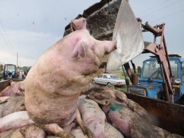На Рівненщині - масова загибель свиней