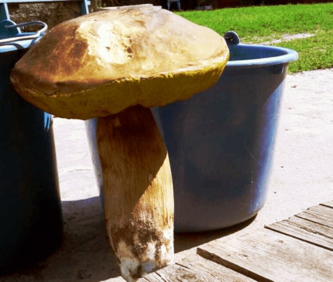 Волинянка знайшла велетенського гриба. ФОТО