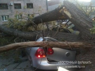 У Луганську дерево розтрощило три іномарки. ФОТО
